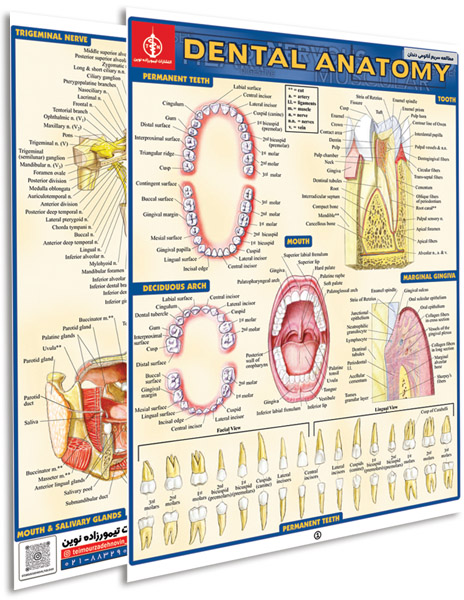 پوستر مطالعه سریع آناتومی دندان - پوستر